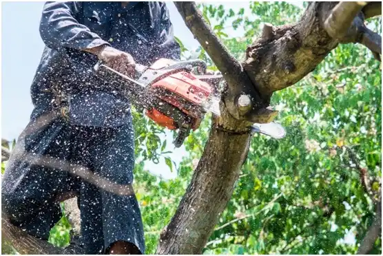 tree services Randlett